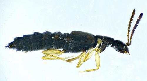 Réf. 275 596 : Atheta aeneicollis